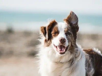 Pet Emergencies