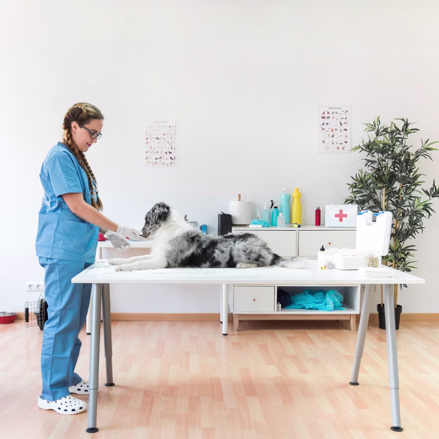 Pet Medical Facilities