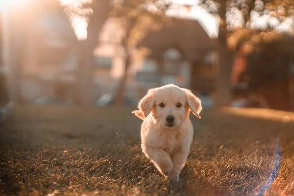 Pet Soft Tissue Surgeries